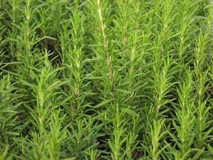 Clovers Garden Barbeque Rosemary Herb Plant – Non-GMO - Two (2) Live Plants – Not Seeds – Each 4" to 7" Tall - in 3.5 Inch Pots