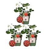 Plants by Frank | 3 Plantes de fraisiers BIO | Fraises | 100% cultivé biologiquement | Verger | Plantes fruitières | Plantes | Plantes de jardin rustiques