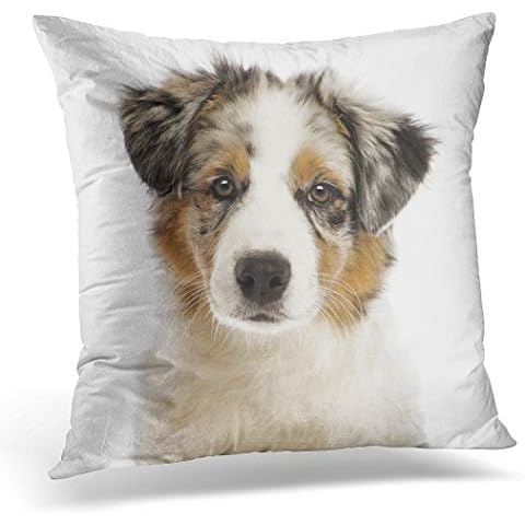 Awowee Cushion Cover 45x45cm/18x18inches Tan Australian Shepherd Puppy Months Old Looking at Camera Home Decor Throw Pillow Cover Square Pillowcase for Bed Sofa Cover