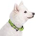 Blueberry Pet Dog Collar, Adjustable Dog Collars for Small Dogs, Reflective Puppy Collar with Neoprene Padding, Green Flash, 12