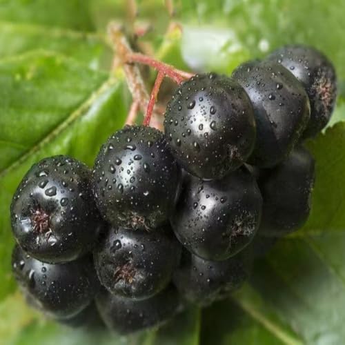 Semillas orgánicas de bayas de aronia semillas de hierbas semillas de plantas semillas de hierbas semillas de hierbas silvestres plantas en macetas resistentes plantas decorativas 10pcs