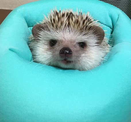 ハリネズミ寝袋　ハリネズミ★ 本店限定価格】オリジナル寝袋03 はりねずみんみん共和国