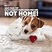 ALL FOR PAWS Puppy Heartbeat Stuffed Animal Toy, Dog Anxiety Toys Soothing Dog Crate Snuggle Sleep Aid Plush Comfort Toys