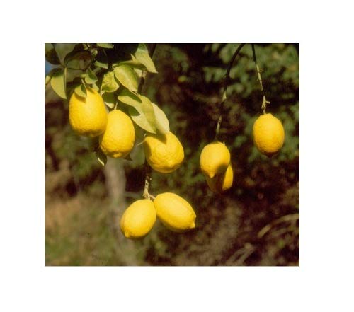 Indian Farms Live Galgal Lemon/Nimbu/Nimboo Fruit Plant With Pot (B07XMPDWK9) Amazon Price History, Amazon Price Tracker