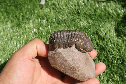 Image of Trilobite Fossil Reedops Trilobite Fossil Trilobites Rock Trilobite Fossils Morocco Trilobite Fossil Trilobites A241