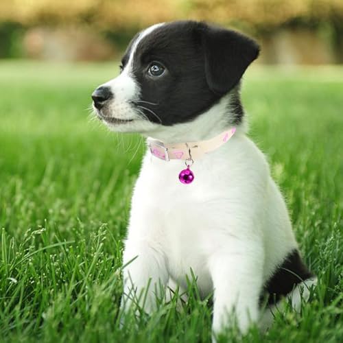 Collar fluorescente para mascotas que evita extravíos en la oscuridad 6
