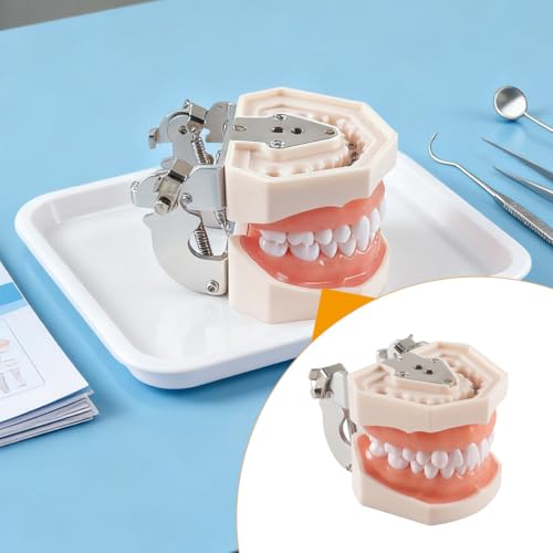 Hoite Dental Typodont Zähne Modell 28 PCS Ersatz Zähne für Zahnarzt Praxis Ausbildung Zahnärzte Studenten