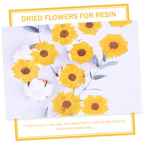 Flores Secas Daisy Pressed 120 piezas para Manualidades miniatura 2
