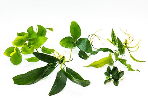 Generic Assorted Anubias Aquarium Plants Bundle – Low Maintenance, Adorable Fish Tank Decor, Easy Care Live Aquatic Plants for Stunning Aquascapes - Perfect Fish Lover Gift! (5 Random Loose Plants)