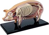 Zoom IMG-2 modello anatomico di maiale con Zoom IMG-2 modello anatomico di maiale con