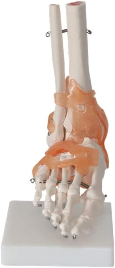 Zestaw 6 modeli stawów człowieka – model szkieletu anatomicznego do zastosowań w opiece zdrowotnej, edukacji, nauczaniu i demonstracjach klinicznych