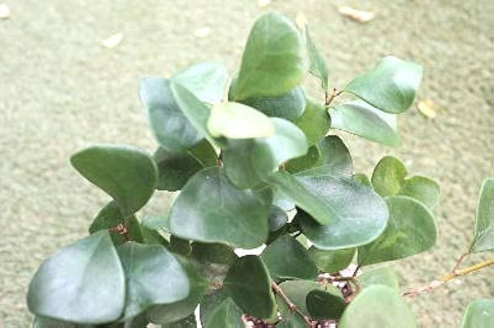 Amazon.co.jp: 観葉植物 フィカス トライアンギュラリス 5号サイズ