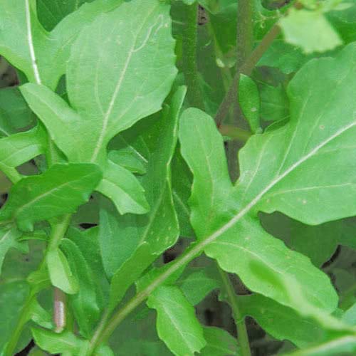 2000 ROQUETTE ARUGULA aka Rocket / Rucola / Rugula - Eruca Vesicaria Sativa Herb Vegetable (PKD) ctC