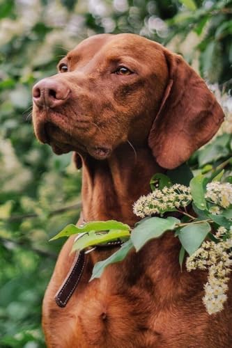 Hungarian Vizsla Dog Puzzle 500 Pieces, 20.5 x 15 in