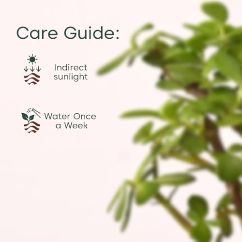 Kyari Good Luck Jade Plant with Cream Self Watering Pot - Small 4 Inch