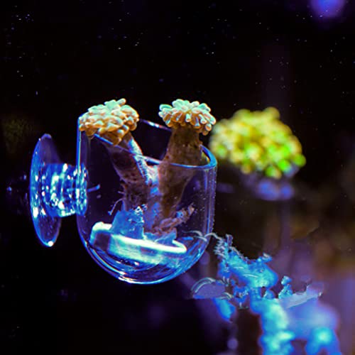 Yardwe 2 Pcs Alimentador de Peixe Acrílico Aquário de Camarão Alimentador de Peixes Tacos de Aliment