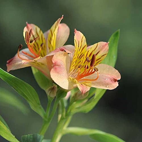 Unico 5 pezzi bulbi di giglio rare specie di forte profumo migliore scelta cortile con giardino terrazza patio piantare una forte capacità di adattamento adatto per i principianti