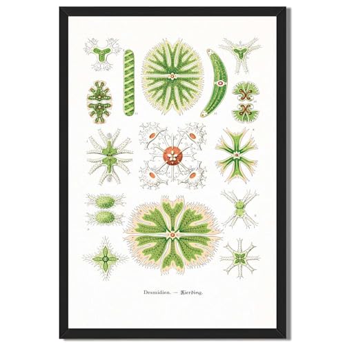 Framed Botanical Microorganism Illustration Poster Canvas Print Art Vintage Minimalist Aesthetic Wall Art Painting Pictures Art Print Elegant Home Decor for Living Room Bedroom Office Wall Decoration (black frame,12"LX16"W)