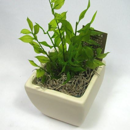 Amazon プリザーブドフラワーの観葉植物 プリグリーン ラスカス Reveギフトアレンジ プリザーブドフラワー 通販