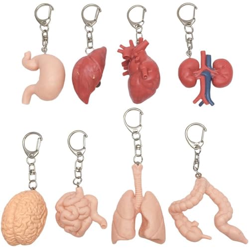 8 Pcs Human Anatomy Keychains Heart Keyrings Personalized Key Holder