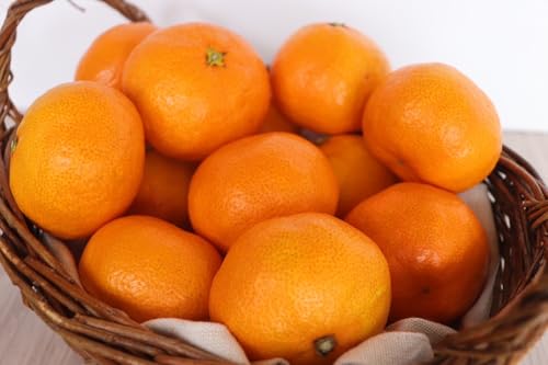 yÁ[Lc݂z2kg 20~24 ݂ a̎RY Lc  QY  i Â Â݂ uh 甖 j MtgΕ  x