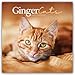 Price comparison product image Ginger Cats - Rothaarige Katzen 2025 - Wand-Kalender: Original Carousel-Kalender [Mehrsprachig] [Kalender]