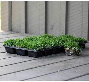 Miniatura 4 de Zoysia - Tapones de césped  3 tapones grandes de 3 x 3 pulgadas  césped tolerante a la sequía, la sal y la sombra