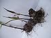 Sugarcane Plants for Sale Root Stock Organic 4 Germinated Purple/red/black