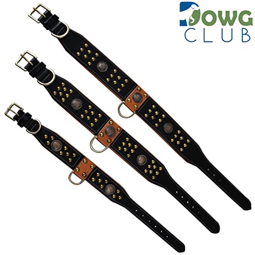 Dowgclub Genuine Leather ‘Cupola’ Series Dog Collar | Celtic Conchos & Gold Dome Rivets | Soft, Cushion Padding, Handmade | Best For Medium, Large, Xl Breeds (Xl (Neck Size 22.5"-25.5"), Sable Black) #TOP3