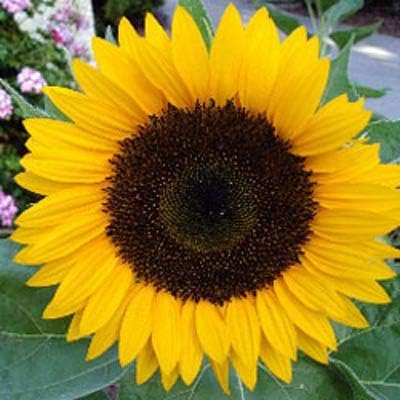 MaliaGarden Sunflower Russian Giant Flower -Hybrid Seed- Dwarf Variety Plant - Pack of 30 seeds
