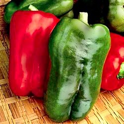 Clovers Garden Big Bertha Red Pepper Plants