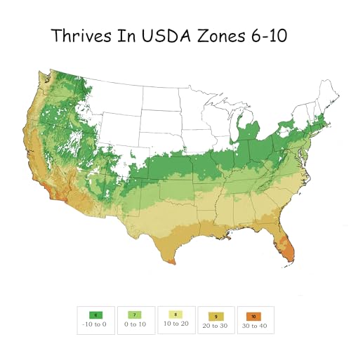 2 Gallon Encore Azalea Autumn Sunset Shrub 2 Gallon Encore Azalea Autumn Sunset Shrub