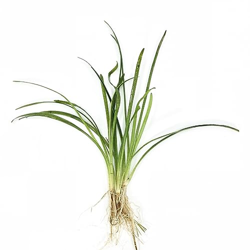 Canton Aquatics 3x Dwarf Sagittaria