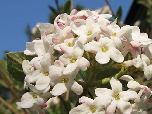Mohawk Viburnum - Fragrant Snowball Bush - Live Plant Shipped 1 To 2 Feet Tall By Das Farms (No California) #TOP3