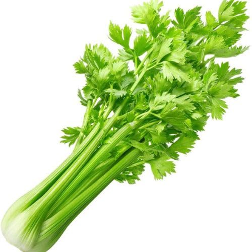 Gebdinsh Garden® Imported Celery Vegetables Seeds For Kitchen Gardening (Pack Of 5 Gram Seeds)
