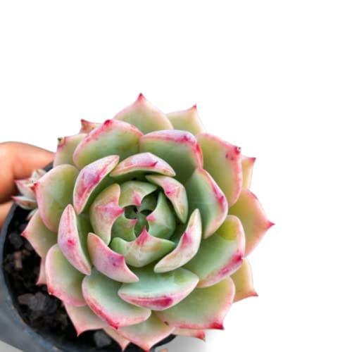 Vixenssell Succulent Plant Live Vishnu Kamal Laxmi Combo Exotic For Garden (Healthy Plant) (B0BHDSFDGJ) Amazon Price History, Amazon Price Tracker