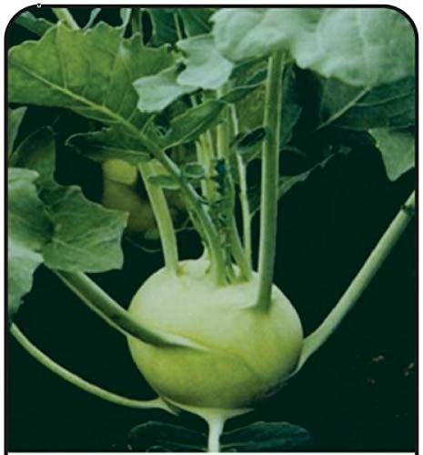 SimXotic German Turnip (Knol Khol) Vegetables Seeds - Pack of 100 Hybrid Seeds (B08JKF2WGS) Amazon Price History, Amazon Price Tracker