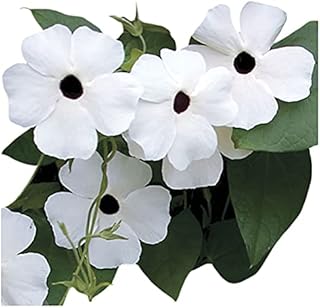 Park Seed Black Eyed Susan Vine White Black Eye