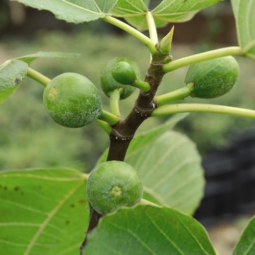 Green Fig Tree - Hardy & Productive, Ideal for UK Gardens & Patios, Sweet Juicy Figs from August to September - 3X 9cm Potted Plants by Thompson & Morgan