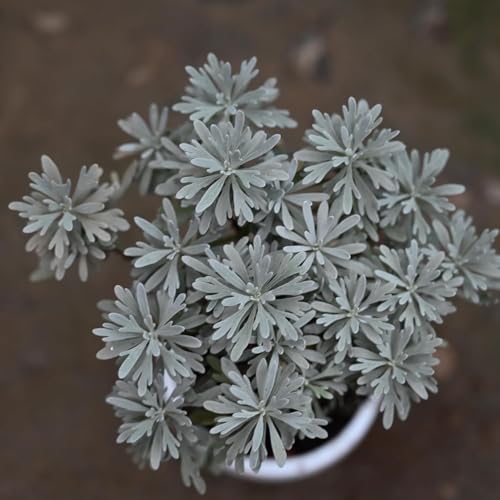 Image of Live English Lavender Plant with Pot | Lavandula Good Luck Decorative Herbal Plant | Fragrant Outdoor & Indoor Flowering Plant for Home Garden, Balcony & Terrace