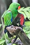 Male Eclectus Parrot - Lined Journal Notebook - 6x9 - 160 Pages