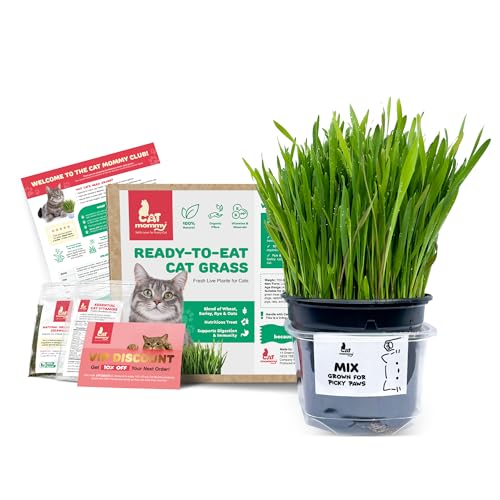 Fresh Live Cat Grass | A Taste of the Outdoors for Indoor Cats | Ready to Eat | Grown in the UK | Aids Digestion & Hairballs | By Cat Mommy (One Mix)