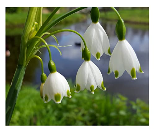 10x Leucojum Aestivum Spring Flowering Bulbs Autumn Planting Perennial Summer Snowflake Flowers