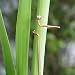 Copper Amaryllis Support Stakes Trio - 3 Plant Supports