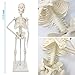 Merinden Mini Human Skeleton Model, 17.72” Petite Human Bones Model with Movable Arms, Legs and Stand, for Student to Study Small Human Skeletal System Anatomy, Physiology and to Decor Halloween