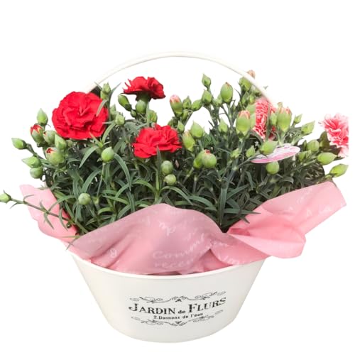 [先行予約] 2026年母の日 カーネーション 2種 4号鉢 バスケット 福島県 田村市