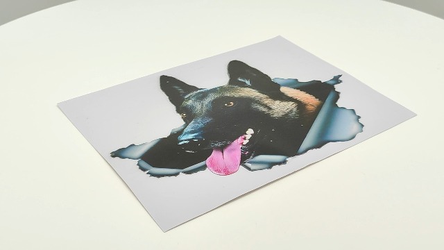 Adesivo Auto Cane Pastore Belga Malinois 20 Cm - 3D Impermeabile E Riflettente - Foto 8