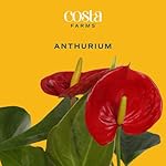 Costa Farms Anthurium Plant, Live Indoor Houseplant with Red Flowers, Easy Grow Flowering House Plant in Cute Décor Pot, Birthday, Housewarming, Get Well Soon, Home, Room, Office Décor, 12-Inches Tall - Image 2