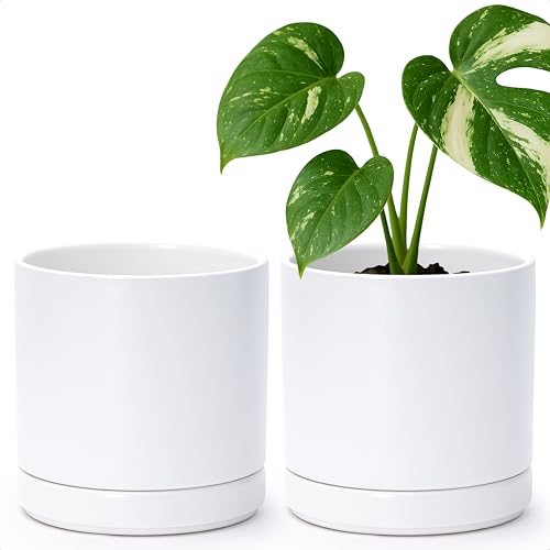 D’vine Dev 2-Pack White