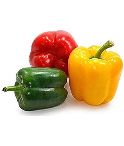 Golden Hills Farm® (AVG 100-1000) seeds mixed capsicum seeds, Red, Yellow, Green, White (B093QGXDF6) Amazon Price History, Amazon Price Tracker